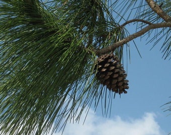 Pinus palustris (Longleaf Pine) Tree Seeds , towering evergreen, thrives in fire-prone landscapes, fostering biodiversity and resilience