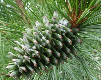 Pinus koraiensis (Korean Pine) Tree Seeds , prized for its ornamental value, cold resistance, and edible pine nuts