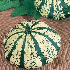 May include: Close-up of two decorative gourds with a cream and green striped pattern. The gourds have a flattened, round shape and are surrounded by green leaves. The gourds are on a brown surface.