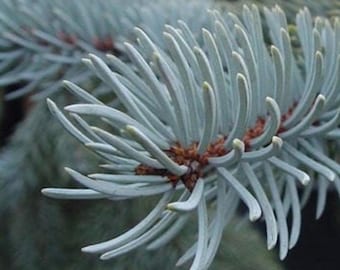 Picea pungens (Colorado Blue Spruce) Tree Seeds, with striking blue-gray foliage, thrive in cold climates, add vibrant color to landscapes