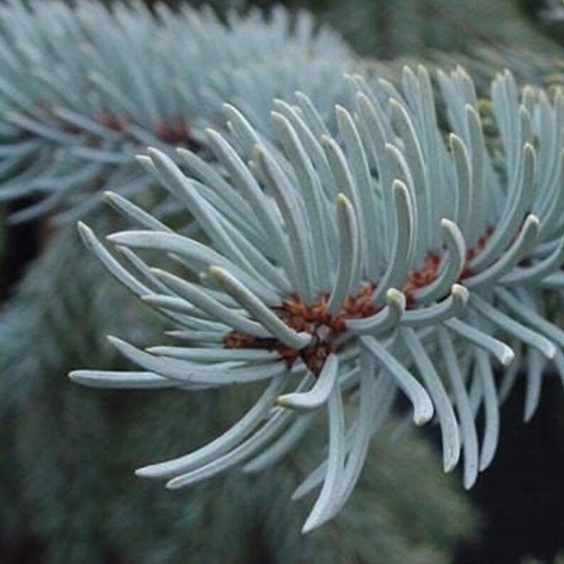 May include: Close-up of a blue spruce branch with needle-like leaves. The needles are a soft blue-green color, radiating from the branch in a starburst pattern. The background is a blurred green.