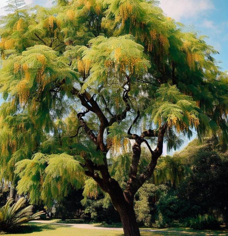 Acacia Decurrens Dealbata (silver Acacia, Silver Wattle) Tree Seeds ...