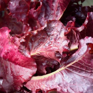 May include: Close-up of fresh red lettuce leaves. The leaves have a deep burgundy color with a slightly ruffled texture and visible veins. The image highlights the natural beauty and vibrant color of the leafy greens, showcasing their freshness.