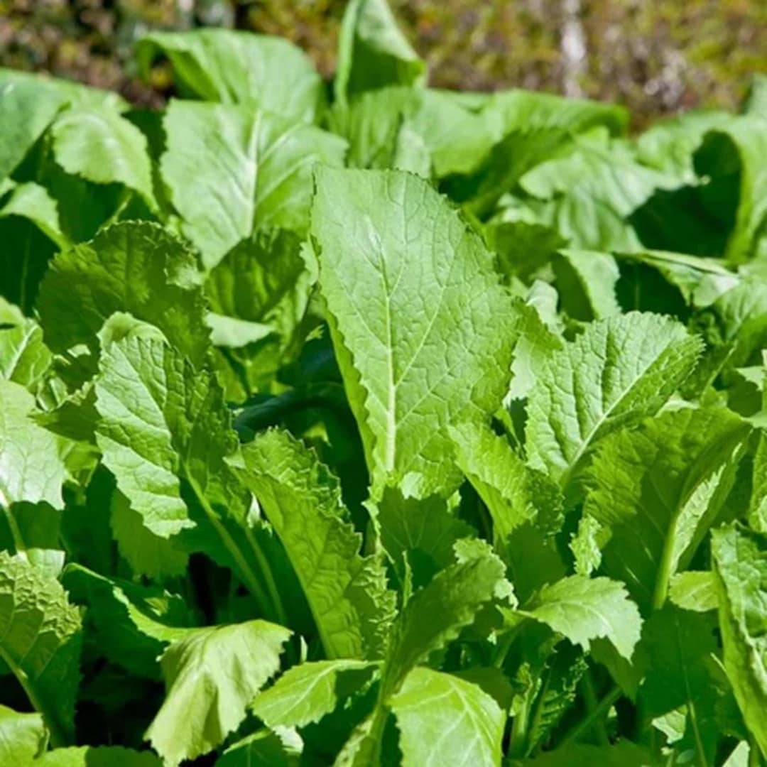 Florida Broadleaf, Mustard (brassica Juncea) Vegetable Seeds, Cut-and ...