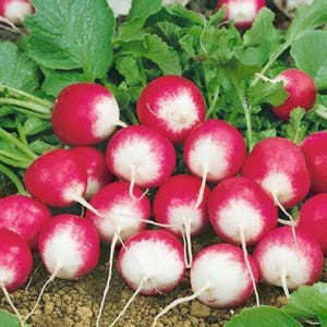 May include: A close-up of a collection of fresh radishes. The radishes are a vibrant red color with white bottoms. They are surrounded by green leaves and sit on a bed of soil. The radishes are a healthy and natural food.