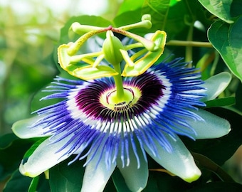 Passiflora caerulea (Blue crown Passionflower, Passion Flower) Fruit Seeds, stunning vine showy flowers with blue filaments, tropical appeal