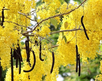 Cassia fistula (Golden Rain Tree) Tree Seeds, Medium-Sized, Beautiful, Showy Golden Flowers, Drought-Tolerant, Low Maintenance