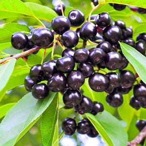 May include: A close-up shot of a cluster of ripe, dark purple cherries hanging from a tree branch. The cherries are glossy and round, with green leaves in the background. The image is well-lit, highlighting the fruit's texture and color.