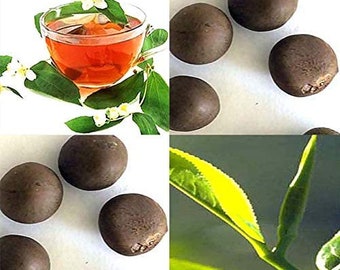 Camellia sinensis (Tea, Tea Plant, Tea Camellia) Shrub Seeds, tea production, thrives in subtropical climates glossy leaves fragrant flowers