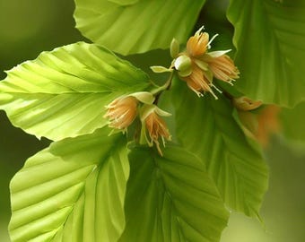 Fagus Sylvatica (european Beech) Tree Seeds, Vibrant Fall Color Shades of  Yellow, Orange, or Copper in Autumn & Durable Wood - Etsy