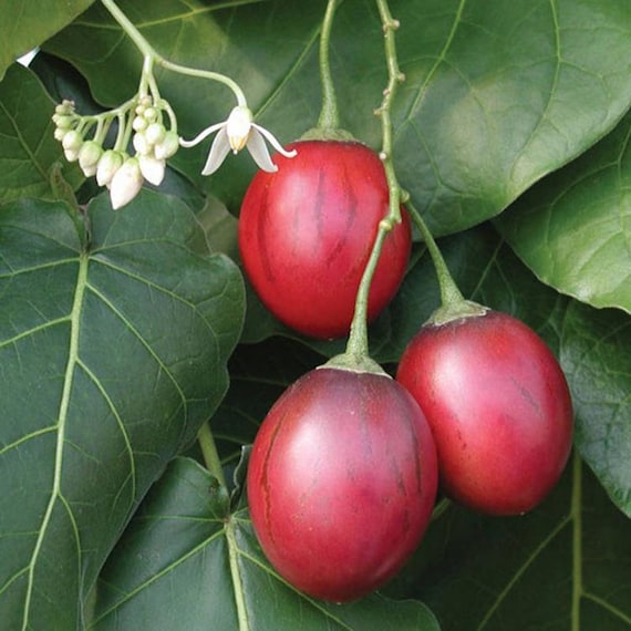 Ár: €1.50 - Tamarillo Seeds (Cyphomandra Betacea