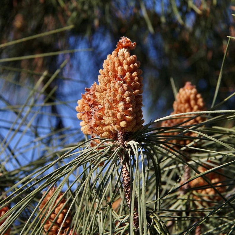 Pinus Pinea italian Stone Pine Tree Seeds , Produces Large, Edible Pine