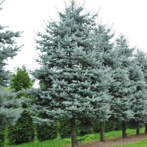 May include: A row of mature blue spruce trees with a light blue-green hue. The trees have a conical shape and dense, needle-like foliage. The trunks are brown and the background is a mix of green foliage and a cloudy sky.