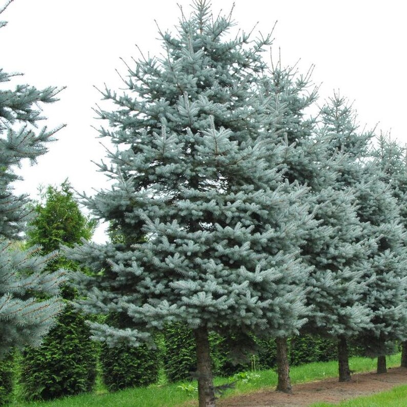 May include: A row of mature blue spruce trees with a light blue-green hue. The trees have a conical shape and dense, needle-like foliage. The trunks are brown and the background is a mix of green foliage and a cloudy sky.
