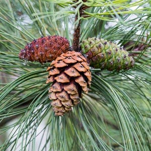 May include: Close-up of three pine cones on a pine tree branch. The pine cones are different sizes and colors, with one being brown, one being green, and one being reddish-brown.
