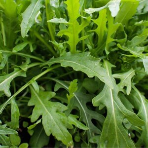 May include: Close-up of a bunch of fresh green arugula leaves.