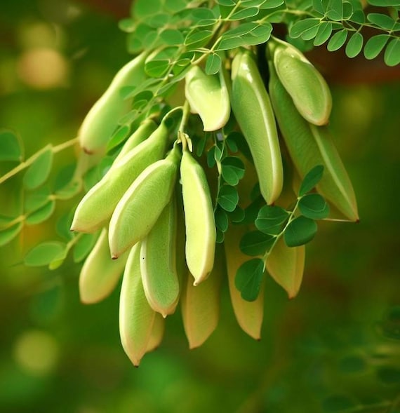 Moringa Oleifera (benzoil Tree, Drumstick Tree) Tree Seeds, Fast