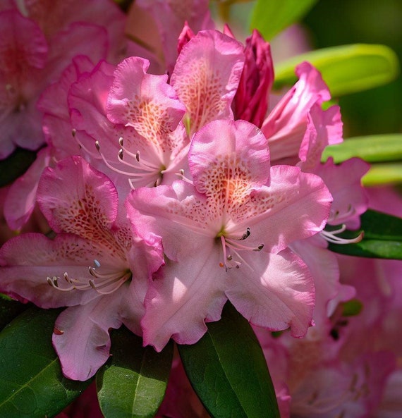 Rhododendron Maximum (great Laurel, Rosebay, Rosebay Rhododendron) Flower  Seeds, Striking Bloom of Tubular Pink to White Flowers Ornamental - Etsy