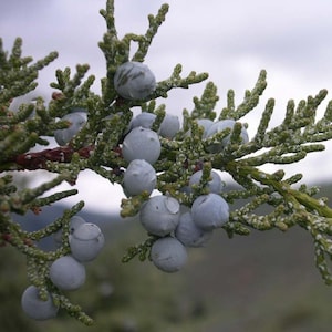May include: A close-up of a branch of a juniper tree with many blue berries. The berries are clustered together and are covered in a white powdery substance.