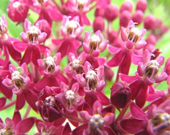 ASCLEPIAS incarnata (Swamp Milkweed) Flower Seeds, North America Native pink-mauve flowers thrive in wet conditions butterflies and monarchs