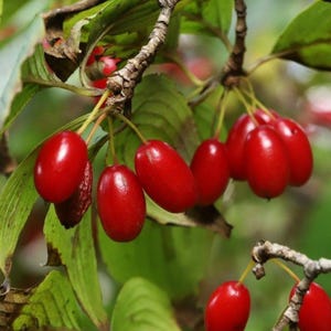 May include: Close-up of a branch with several bright red, oblong berries. The berries are clustered together, hanging from thin green stems. The leaves are a deep green, providing a contrasting backdrop to the vibrant red fruit. The image is well-lit, highlighting the textures.