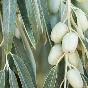 May include: Close-up of a branch with green leaves and oval-shaped, pale green fruit. The leaves have a silvery-green hue and a textured appearance. The fruit is clustered together, creating a natural, organic aesthetic.