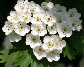 Crataegus cordata (phaenopyrum) (Washington Hawthor) Shrub Seeds, Vibrant Fall Foliage, Delicate, Fragrant Blooms, Decorativel Berries