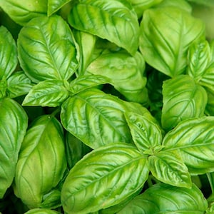 May include: Close-up of fresh, vibrant green basil leaves. The leaves are glossy and textured, with prominent veins. The image showcases the natural beauty of the herb, perfect for culinary use. The leaves are tightly packed together, creating a lush, green display.