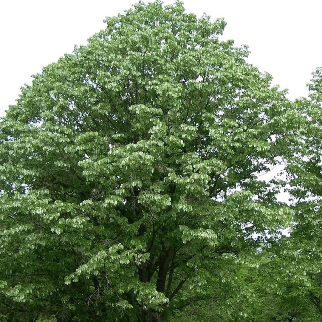 Linwood Tree Tilia Tomentosa (silver Linden) Tree Seeds, Low Maintenance, Attractive ...