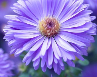 ASTER Novae-angliae (SYMPHYOTRICHUM novae-angliae) (New England Aster) Flower Seeds, vivid purple blooms drawing butterflies n pollinators