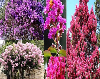 Lagerstroemia indica, Mixed (Crape myrtle) Tree Seeds, Distinctive Appearance, Attractive Foliage, Vibrant Colorful Flowers