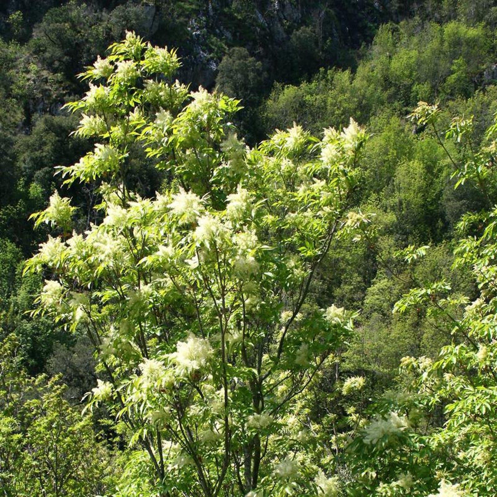Fraxinus Ornus (flowering Ash) Tree Seeds, Elegant Appearance, Vibrant ...