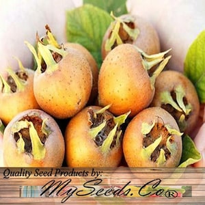 May include: A close-up of several brown medlar fruits with green leafy tops. The fruits are held in a person's hands. The text "Quality Seed Products by: MySeeds.Co" is at the bottom of the image.