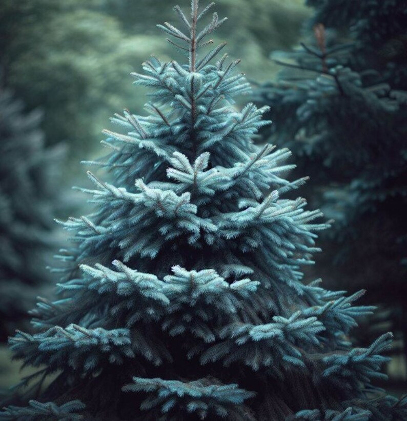 May include: A close-up of a blue spruce tree with soft, needle-like foliage. The tree's branches are layered, creating a full, textured appearance. The background is a blurred, dark green, suggesting a forest setting. The overall tone is cool and serene.
