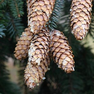 May include: Close-up of several brown pine cones hanging from a green branch. The cones have a textured, scale-like appearance and are partially covered with a white substance. The background is a blurred mix of green and brown.