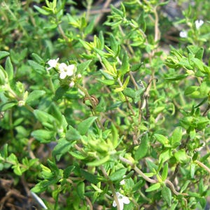 May include: Close-up of a thyme plant with small green leaves and tiny white flowers. The image shows the plant's dense foliage, with a focus on the fresh, vibrant green color of the leaves and the delicate blooms.