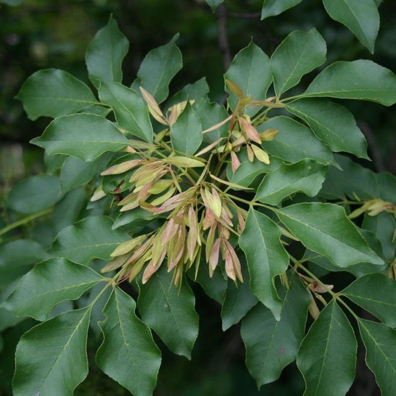 Fraxinus Ornus (flowering Ash) Tree Seeds, Elegant Appearance, Vibrant ...