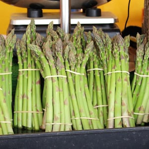 May include: Fresh asparagus spears, bundled with rubber bands, are displayed in a black bin. The asparagus has green stalks and purple-tinged tips. The background includes a yellow wall and a silver scale.