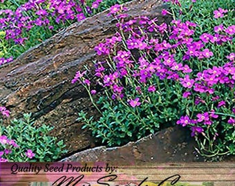 May include: A close-up of a garden bed with vibrant purple flowers and green foliage. A large, textured rock is partially visible, adding a natural element to the scene. The image includes the text "Quality Seed Products by: MySeeds.Co".