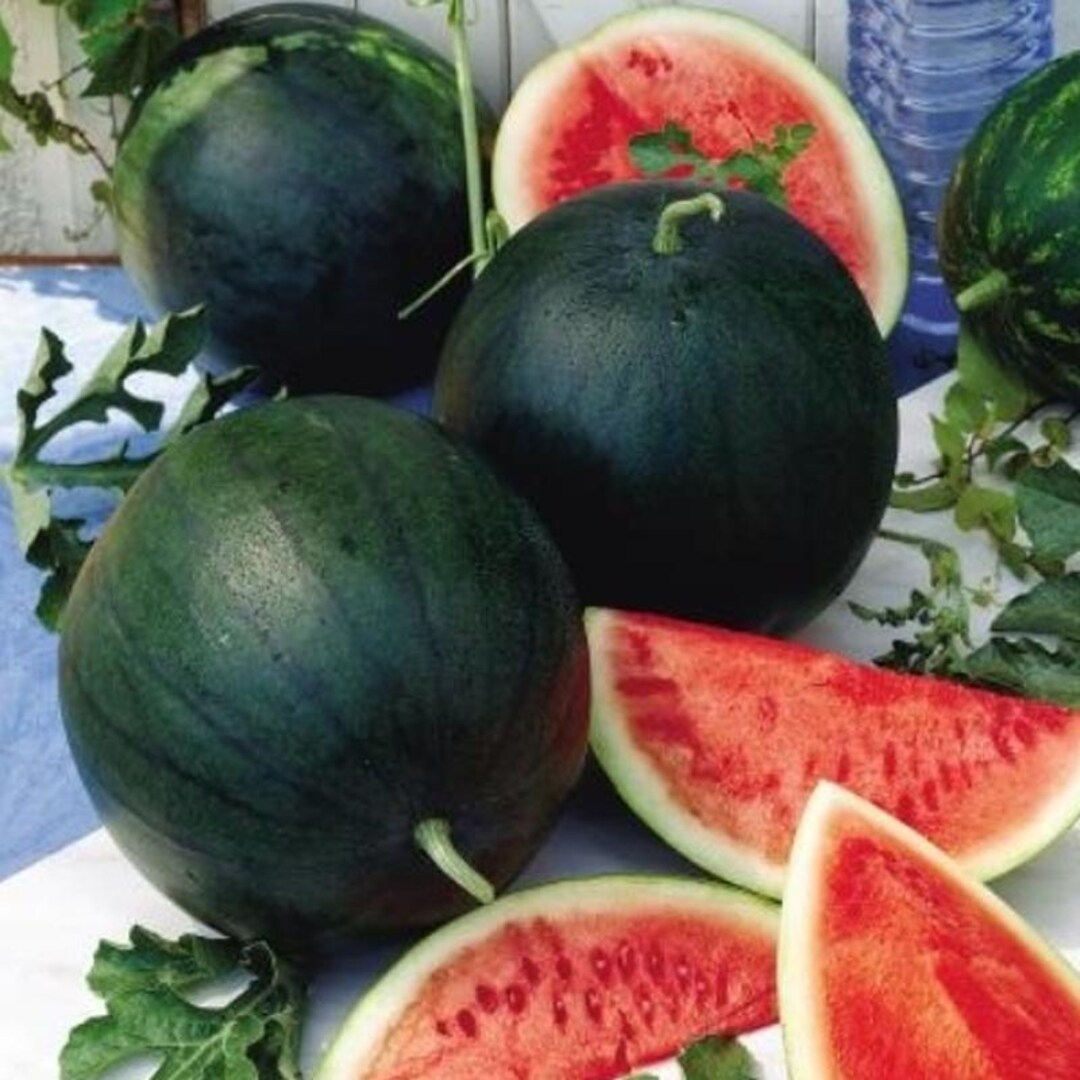 Sugar Baby Watermelon (citrullus Lanatus) Vegetable Seeds, Low ...