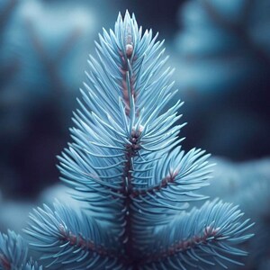 May include: Close-up of a blue spruce branch. The needles are a soft blue-green color, with a slightly darker hue towards the tips. The branch has a delicate, feathery appearance, with a few small, brown buds visible.