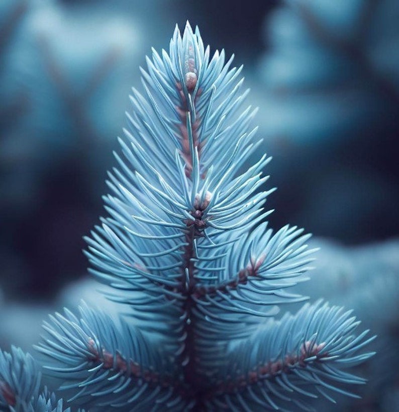 May include: Close-up of a blue spruce branch. The needles are a soft blue-green color, with a slightly darker hue towards the tips. The branch has a delicate, feathery appearance, with a few small, brown buds visible.