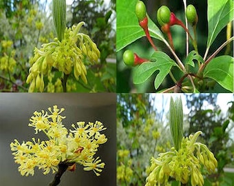 Sassafras albidum (Sassafras) Shrub Seeds,  aromatic and distinct leaf shapes—oval, mitten, and three-lobed—often all on the same branch