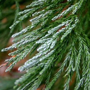 May include: Close-up of a green pine branch covered in frost. The needles are soft and delicate, and the frost gives the branch a white, icy appearance.