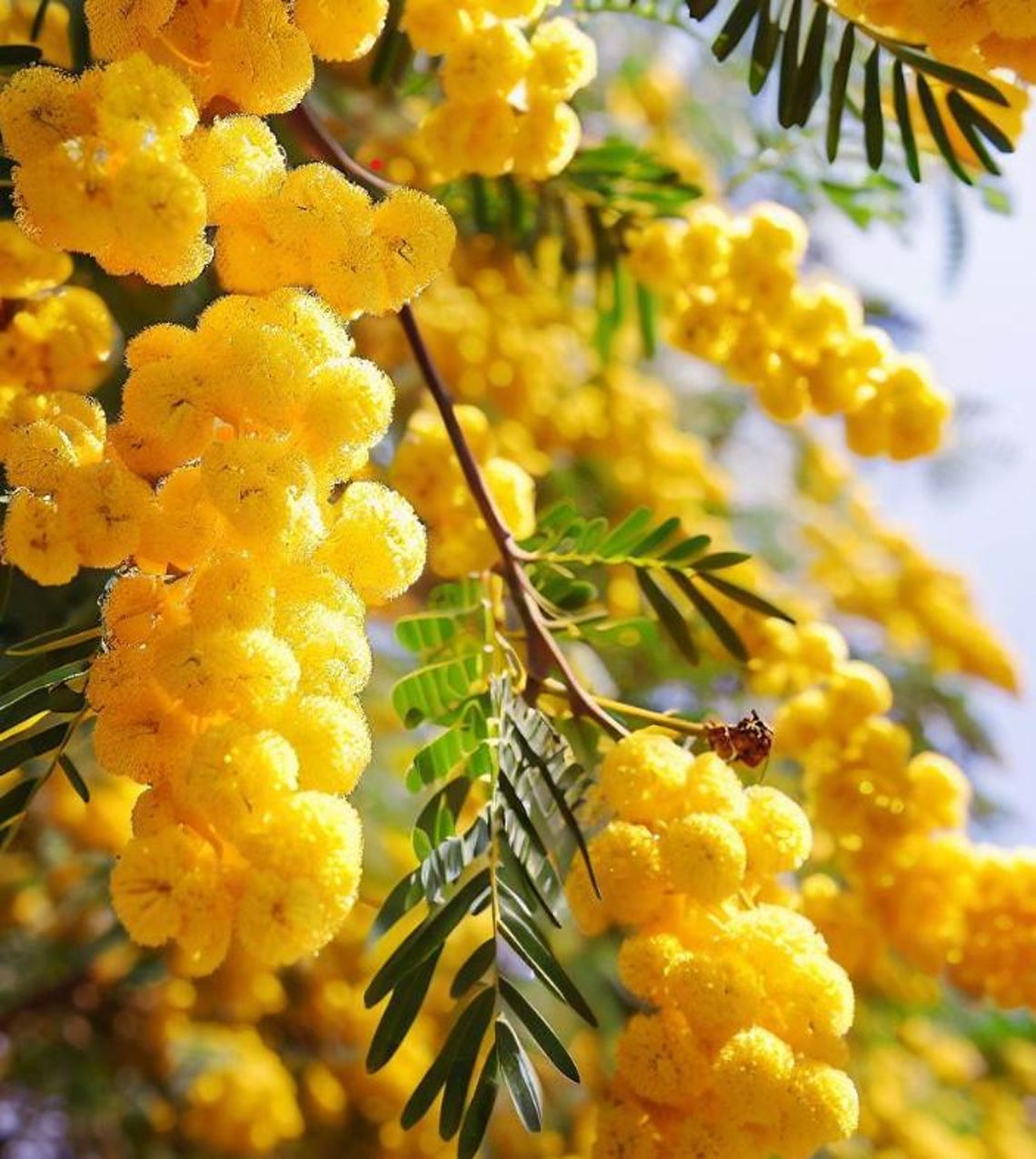 Acacia Arabica (gum Arabic Tree, Babul Tree) Tree Seeds, Distinctive ...