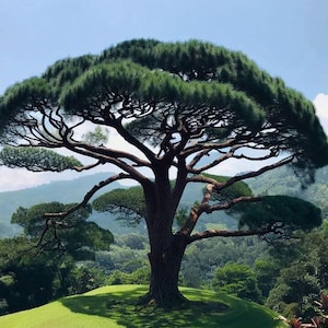 May include: A large, mature tree with a wide, umbrella-shaped canopy of green foliage. The tree's trunk is thick and brown, with multiple branches extending outwards. The tree is set against a backdrop of rolling hills and a clear blue sky.