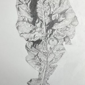 Original Graphite drawing of Arugula leaf