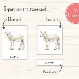 May include: A three-part nomenclature card featuring a watercolor illustration of a white lamb. The main card shows the image of the lamb with the word "LAMB" printed below. The picture card shows only the image of the lamb. The word label card shows only the word "LAMB".
