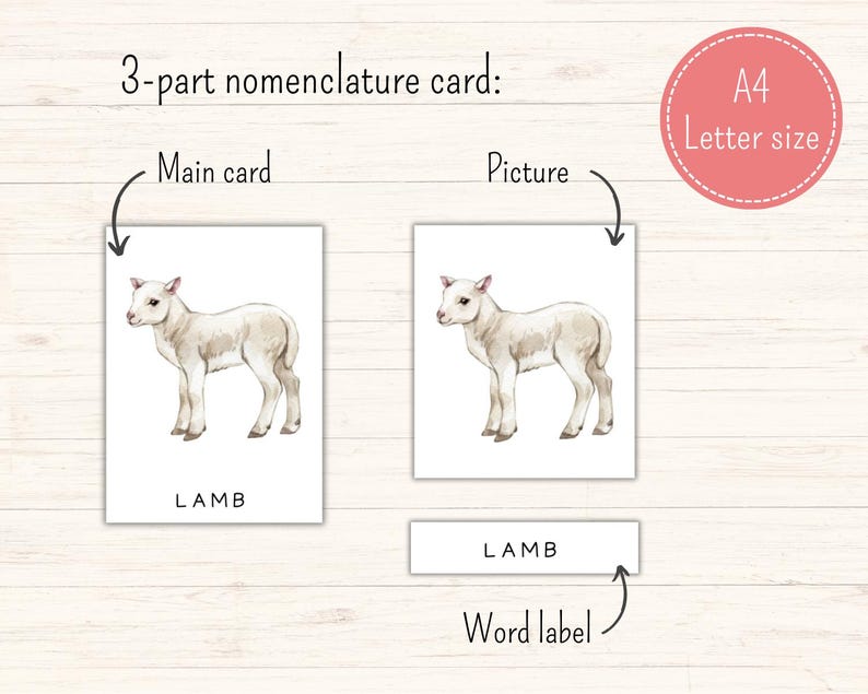 May include: A three-part nomenclature card featuring a watercolor illustration of a white lamb. The main card shows the image of the lamb with the word "LAMB" printed below. The picture card shows only the image of the lamb. The word label card shows only the word "LAMB".