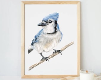 May include: A watercolor painting of a blue jay perched on a branch. The bird has a blue crest, white chest, and black eyes. The background is white.